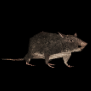 spinningrat.online